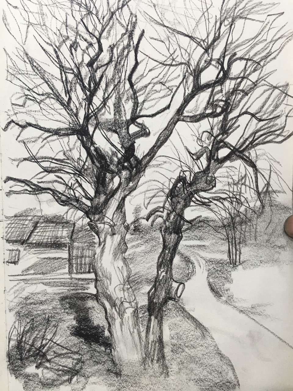 朱建路老師場(chǎng)景素描古樹(shù)曠野范畫(huà)賞析