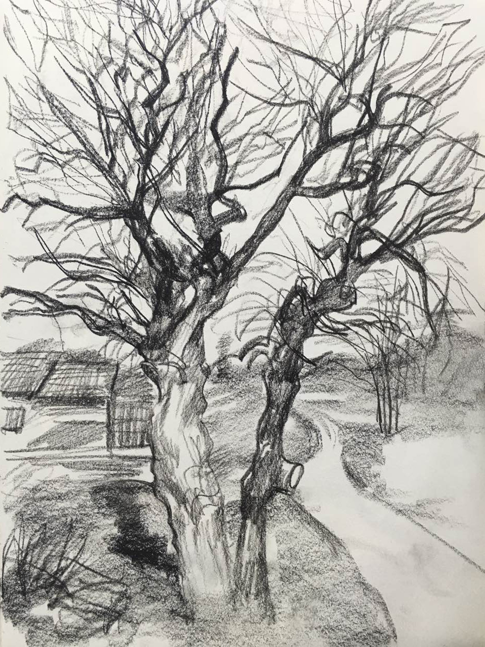 朱建路老師素描場(chǎng)景古樹(shù)曠野范畫(huà)賞析